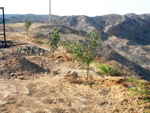 Neem-in-Mancora-Plan-Verde-e.V.