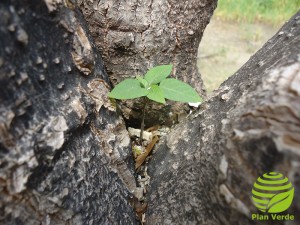 Baumgabel_Pflanze_Plan-Verde-e.V
