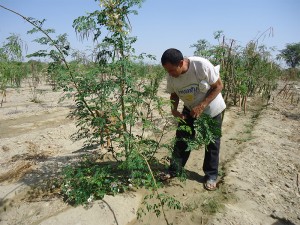 Blatternte-Moringa-Plan-Verde-e.V.