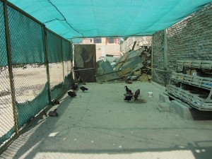 Die-Huehner-sind-im-Stall--Plan-Verde-e.V.