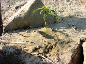 Kleiner-Neembaum-3-Monate-Plan-Verde-e.V.