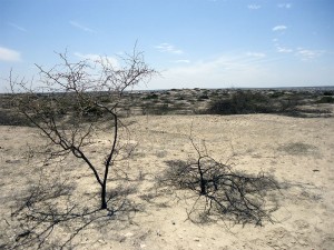 Landsuche-in-Piura--Plan-Verde-e.V.