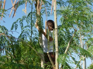 Moringa-Samenernte-Plan-Verde-e.V.