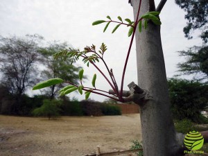 Moringa-Verpflanzung-Plan-Verde-e.V