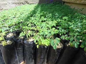 Moringa-kraftvolle-Nahrung-fuer-Koerper-und-Geist