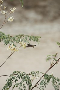 Moringabluete-und-Kolibri-Plan-Verde-e.V.