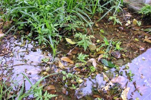 Neem-im-Wasser-Plan-Verde-e.V.
