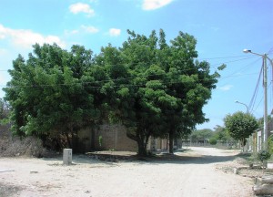 Neembaum-vom-Ing.--Plan-Verde-e.V.