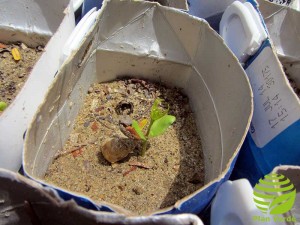 Plan-Verde-junger-Neembaum