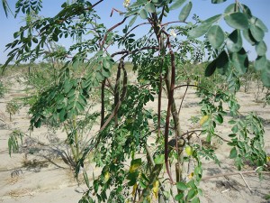 Roter-Moringa-Plan-Verde-e.V.