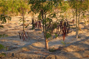 Roter-Moringabaum-Plan-Verde-e.V.