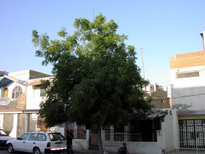 ersten-Neembaum-in-Piura--Plan-Verde-e.V.