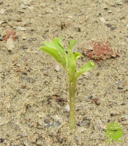 frisch-gekeimter-Moringa---Plan-Verde-e.V