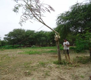 Moringa---Schnitt-Plan-Verde-e.V.