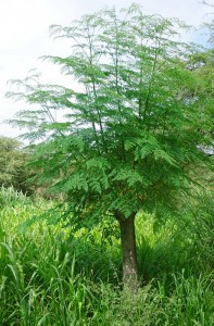 Moringa-die-Urkraft-der-Natur-Plan-Verde-e.V.