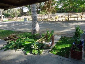 Bananen---Limetten---Avocado--Plan-Verde-e.V.