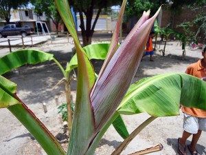 Bananenbluete-Plan-Verde-e.v.