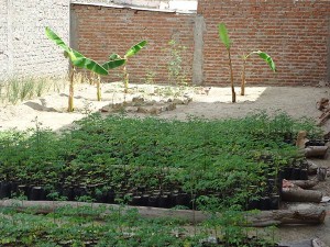 Versuchsgarten-Plan-Verde-e.V.