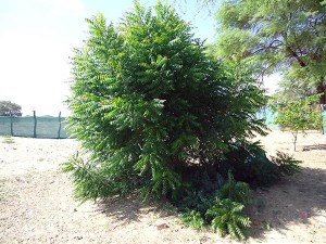 Piura-Neem-Busch-Plan-Verde-e.V.