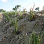 Vetiver-hangabsicherung-Plan-Verde-e.V.