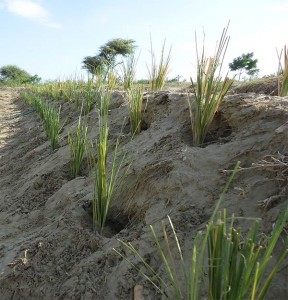 Vetiver-hangabsicherung-Plan-Verde-e.V.