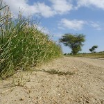 dichte-vetiver-pflanzung-Plan-Verde-e.V.