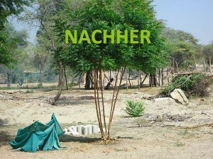 Piura-Neem-Busch-nachher-Plan-Verde-e.V