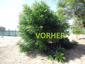Piura-Neem-Busch-vorher-Plan-Verde-e.V.