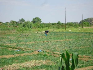 Gemueseernte-an-der-Piura-Plan-Verde-e.V.