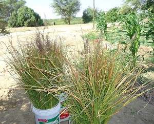 Vetiver-als-Uferbefestigung-Plan-Verde-e.V.