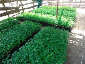 2000-Moringa-fuer-Tambogrande---Plan-Verde-e.V.