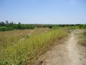 Moringa-Campo-Tambogrande---Plan-Verde-e.V.