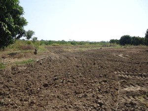 Anbauflaeche-Moringa-Tambo-Grande-Plan-Verde-e.V.
