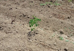 Moringa-Setzling-Plan-Verde-e.V.