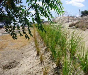 Hangabsicherung-mit-Vetiver-Plan-Verde-e.V.