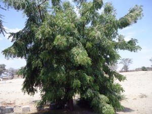 Neem-Baum-3-Jahre-volle-Bluete-Plan-Verde-e.V.