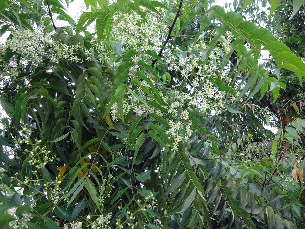 Neem-Bluete-Piura-Mariposa-Plan-Verde-e.V.