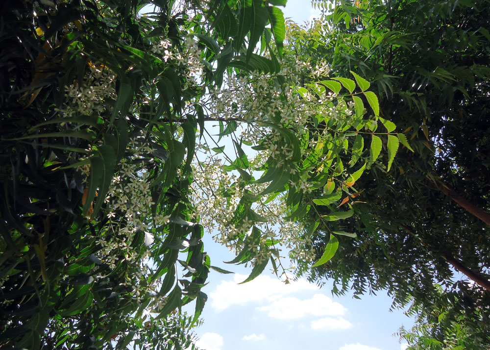 Neem-Blueten-Piura-Peru-Plan-Verde-e.V.