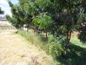 Neem-und-Vetiver-Plan-Verde-e.V.