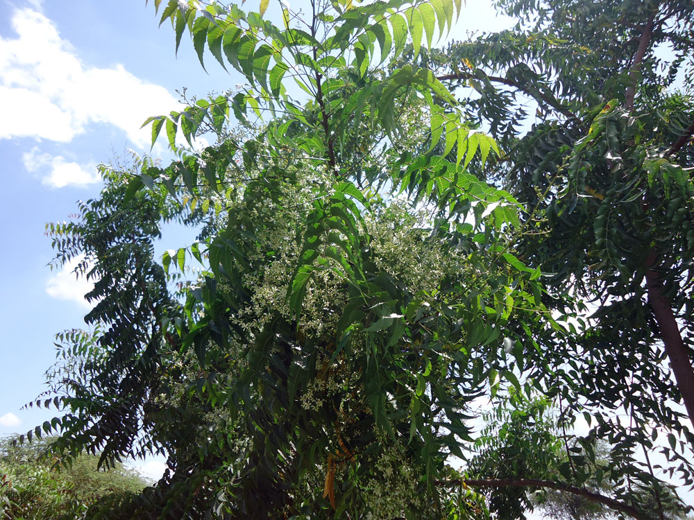 Neembluete-in-Piura-PlanVerde-e.v.