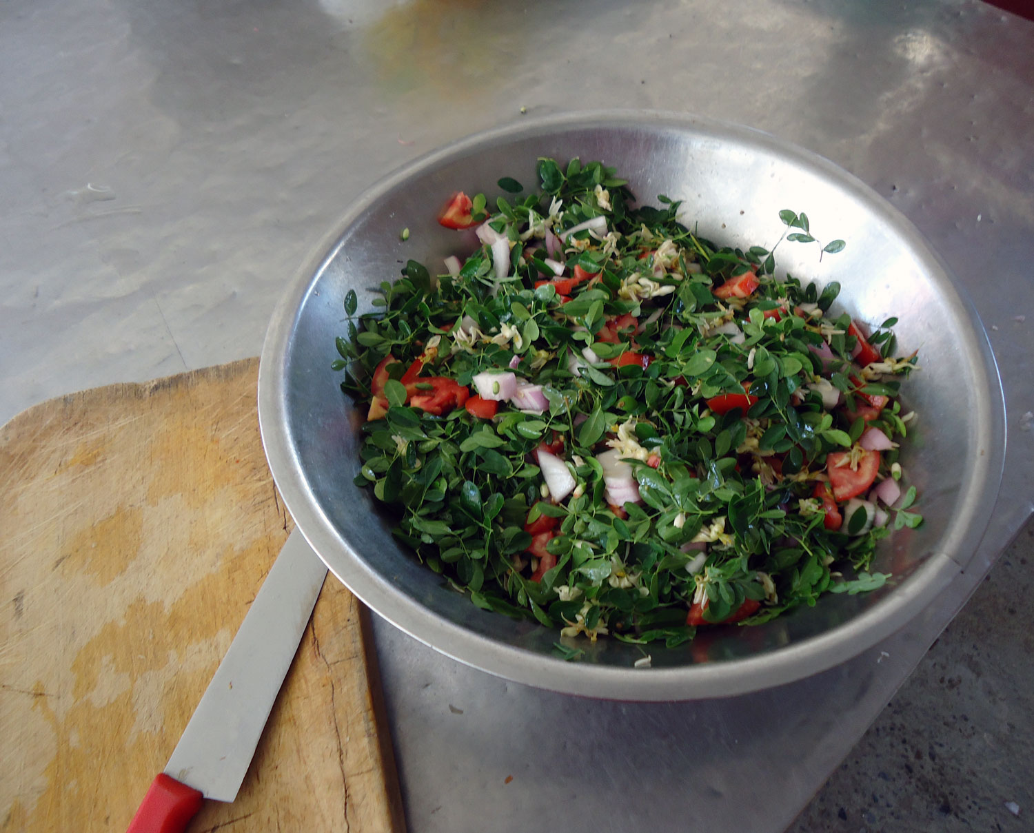 Moringa-Salat-Plan-Verde-e.V.