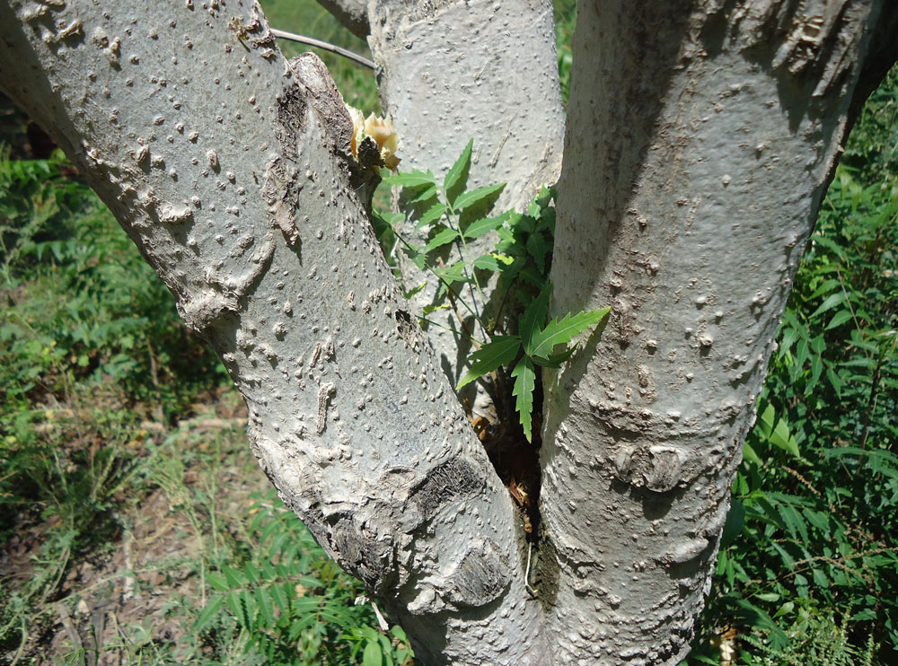 Neem-Moringa-Plan-Verde-e.V.