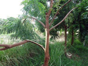 Ast-gebrochen-Neem-Baum-Plan-Verde-e.V.