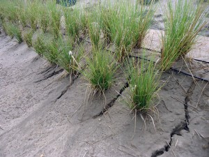 Vetiver-Gras-Hang-gesichert-Plan-Verde-e.V.