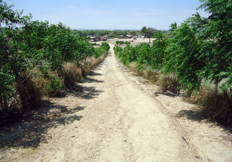 Neem-Allee-Mariposa-Plan-Verde-e.V.