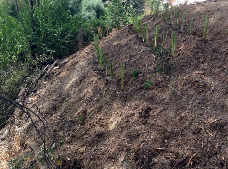 Hang-Absicherung-Vetiver-Gras-Plan-Verde-e.V.