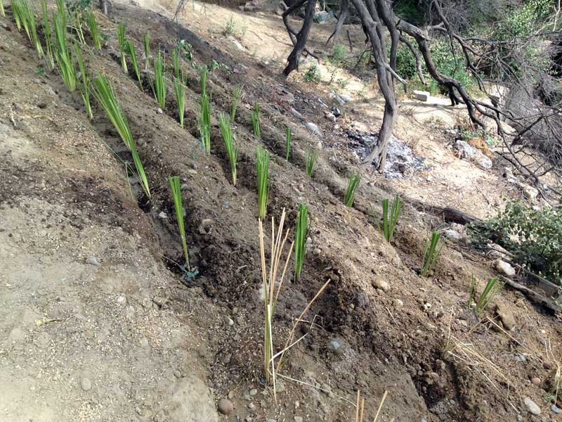 Hanglage-Vetiver-Gras-Plan-Verde-e.v.