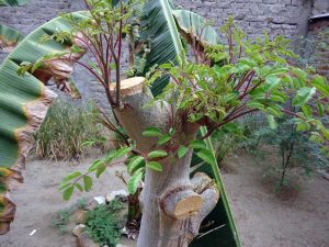 Moringa-Kraftfutter-Plan-Verde-e.V.