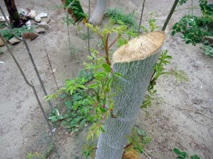 Moringa-Stamm-Austrieb-Plan-Verde-e.V.