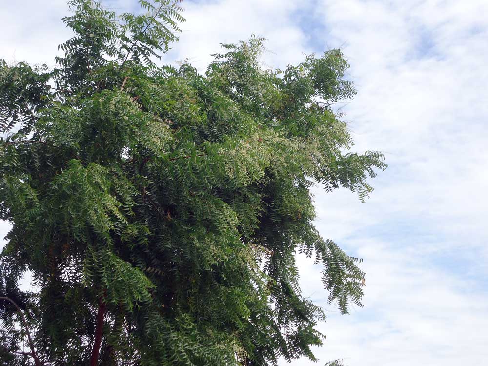 Neembluete-im-Juli-Plan-Verde-e.V.